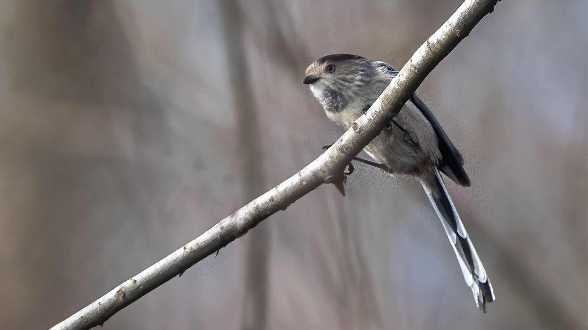 Long-tailed Tit